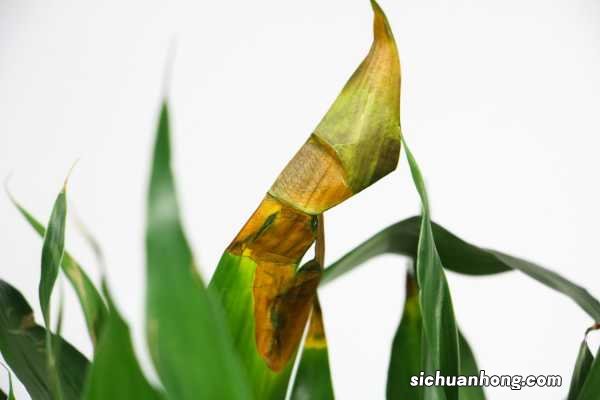 富贵竹怎么养才长得好