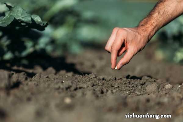 改善土壤肥力的小方法