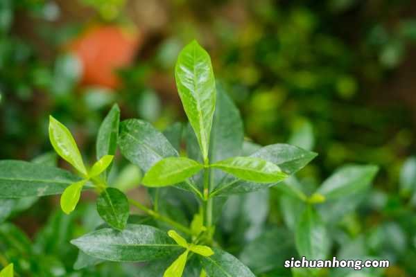 水培栀子花怎么养