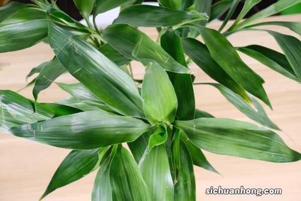 富贵竹怎么移栽