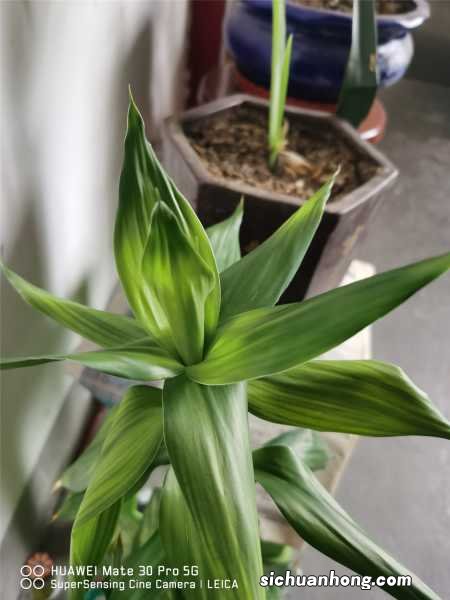 富贵竹怎么扦插