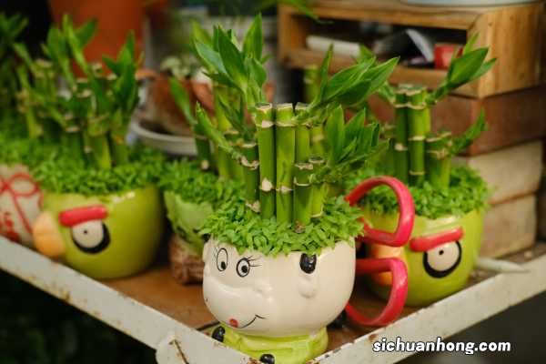 富贵竹怎么分株