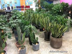 虎皮兰喝点小酒肉汤，一长就是2米高，拦都拦不住！