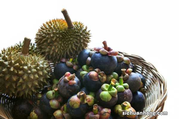 山竹树怎么种植