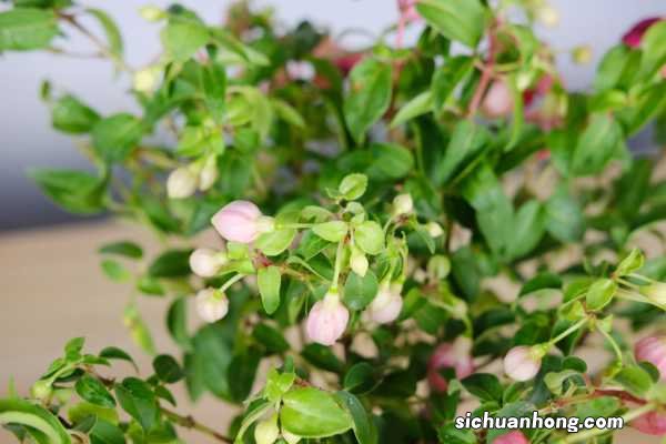 倒挂金钟烂根了怎么办