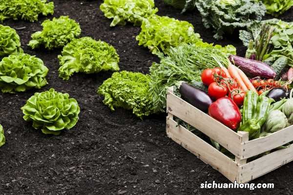 现在谁还买菜啊,都在家里自己种,健康安全无污染