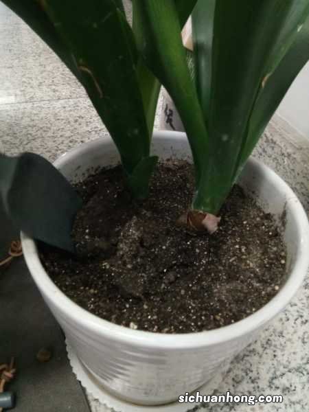 君子兰竟能长到1米8,无价之宝,有钱都买不到