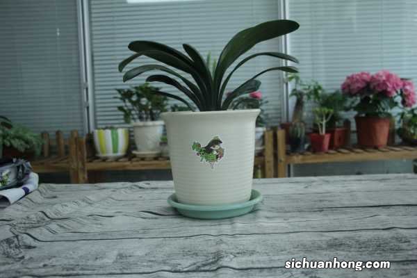 君子兰竟能长到1米8,无价之宝,有钱都买不到