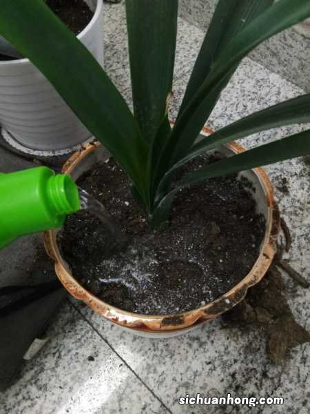 君子兰竟能长到1米8,无价之宝,有钱都买不到