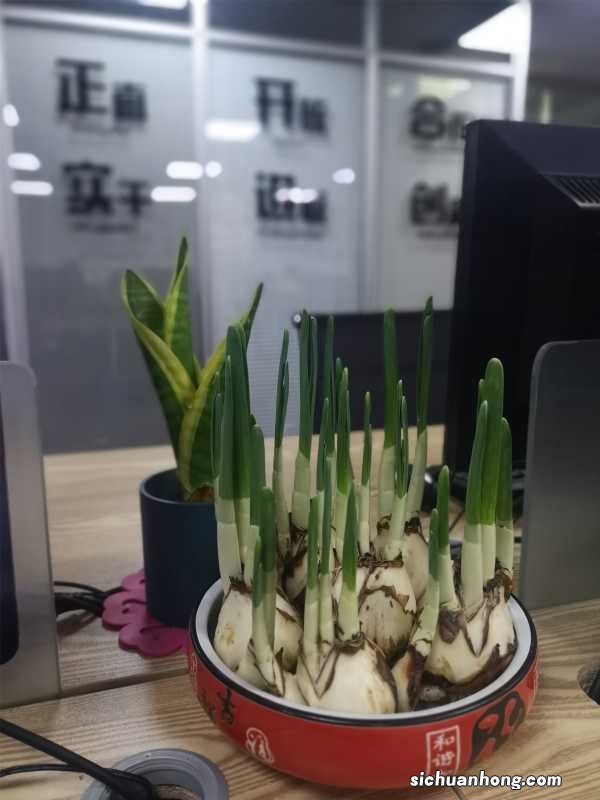 水仙花三大培植方法