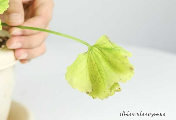 天竺葵怎么浇水