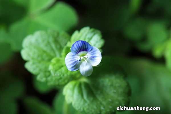 阿拉伯婆婆纳的相关品种