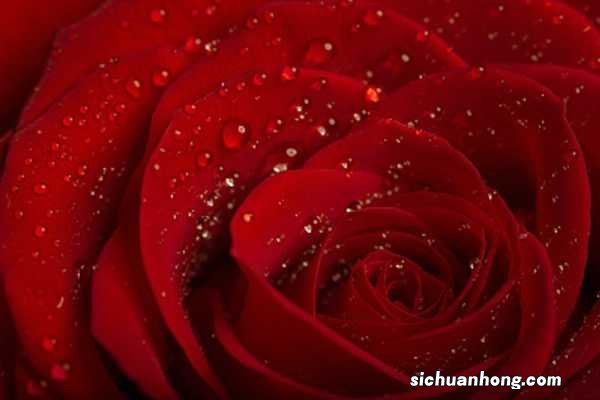 开花再美的月季,一到夏天,简直不忍直视