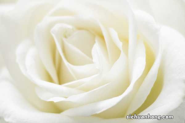 开花再美的月季,一到夏天,简直不忍直视