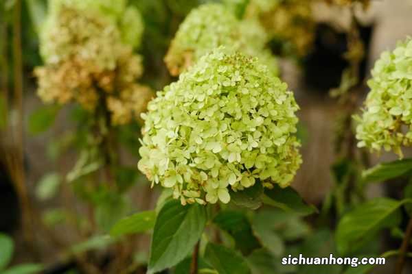 八仙花怎么浇水