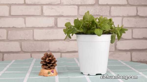 薄荷怎么浇水