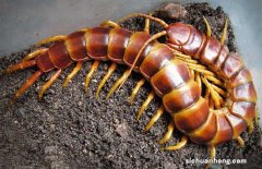 蜈蚣泡酒的功效