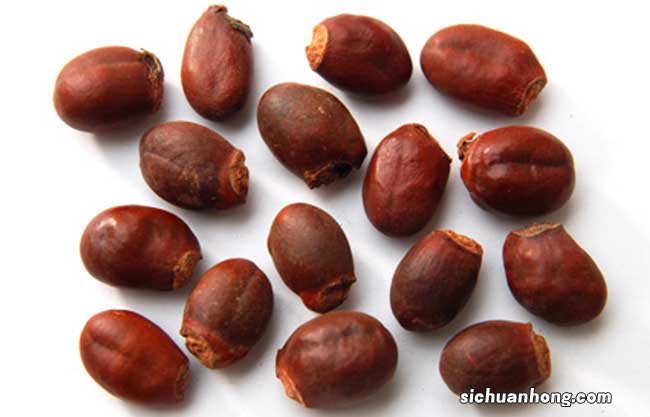 荔枝核的功效与作用