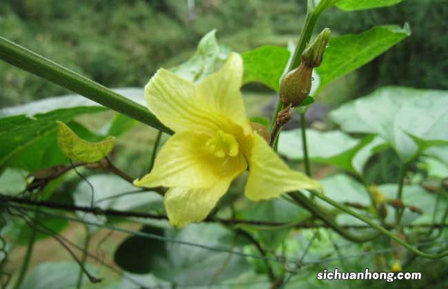 罗汉果花图片 罗汉果花的功效与作用