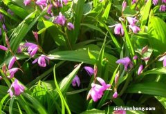 白芨的美容功效