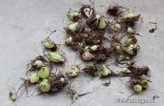 白芨的美容功效