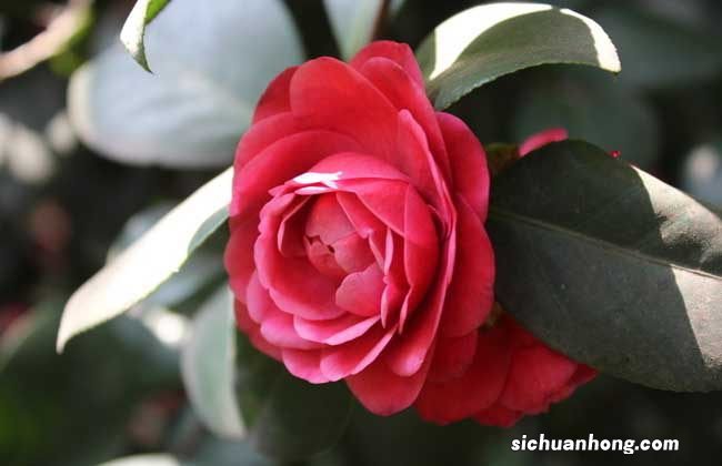 山茶花的护肤功效 山茶花的功效和作用