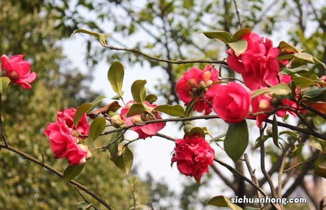 山茶花的护肤功效 山茶花的功效和作用
