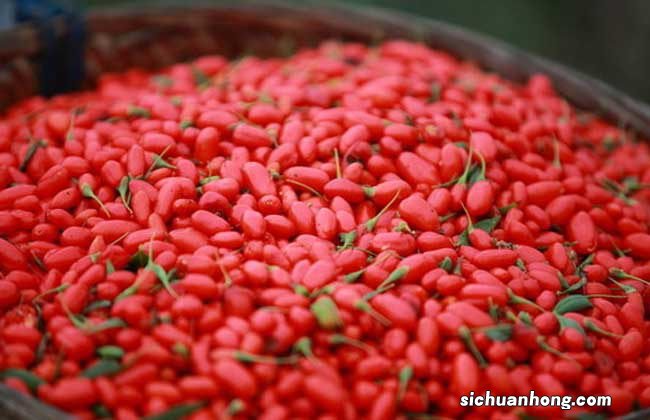 枸杞的禁忌和副作用 枸杞子有什么副作用？