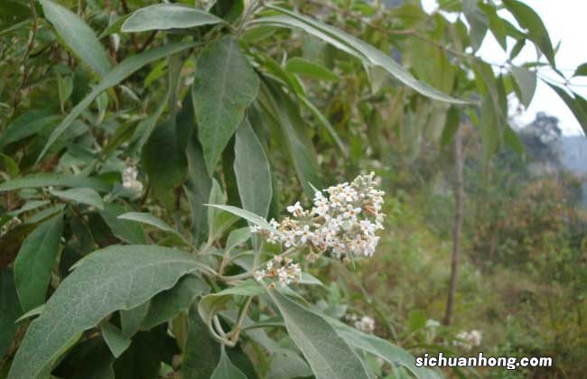 密蒙花治眼方 密蒙花的功效与作用