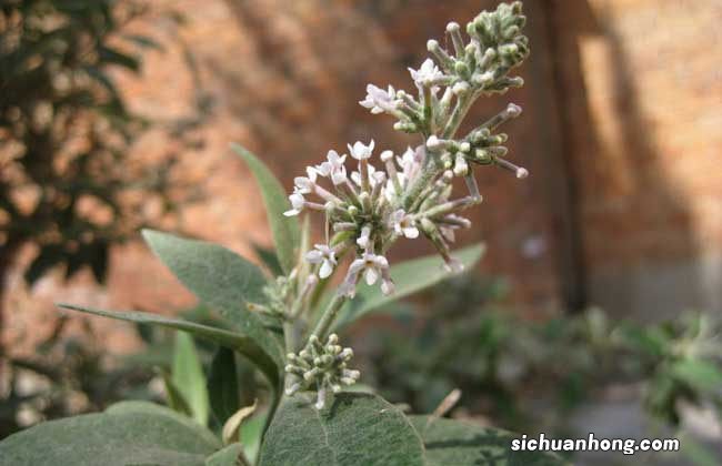 密蒙花治眼方 密蒙花的功效与作用