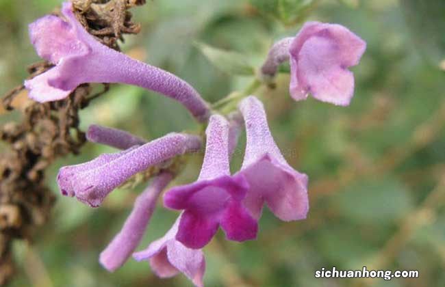 密蒙花治眼方 密蒙花的功效与作用