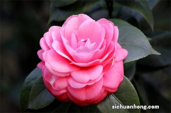 山茶花的花语是什么？山茶花的花语含义