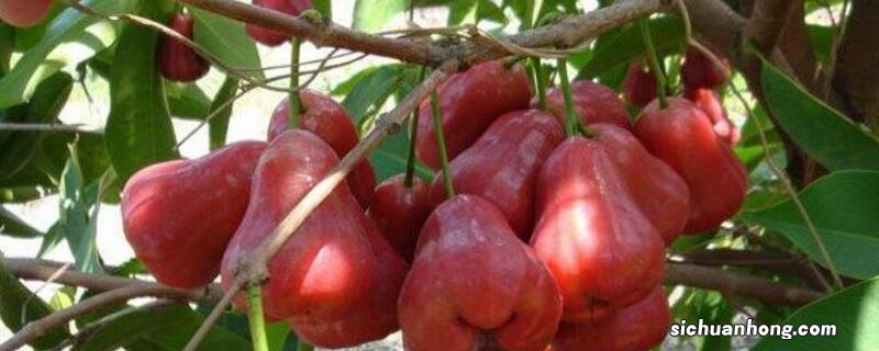 莲雾好吃吗?莲雾食用方法和注意事项