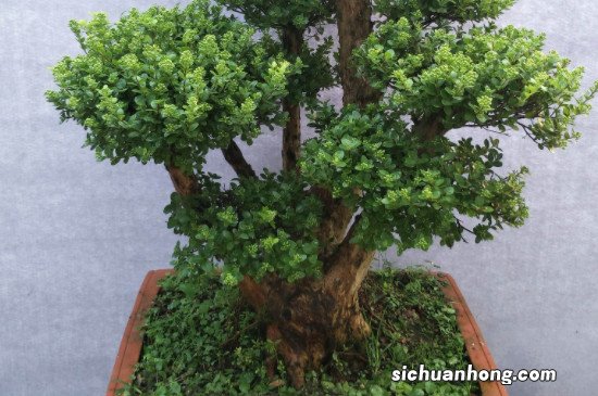 小叶赤楠寓意与象征