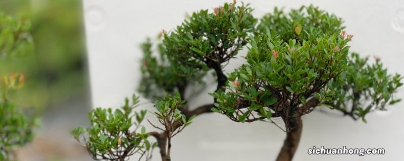 小叶赤楠寓意与象征